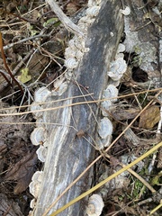 Trametes versicolor image