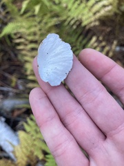 Trametes versicolor image