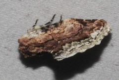 Parerastria castaneata