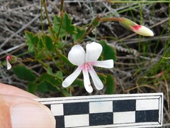 Pelargonium setulosum