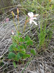 Pelargonium setulosum