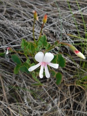 Pelargonium setulosum