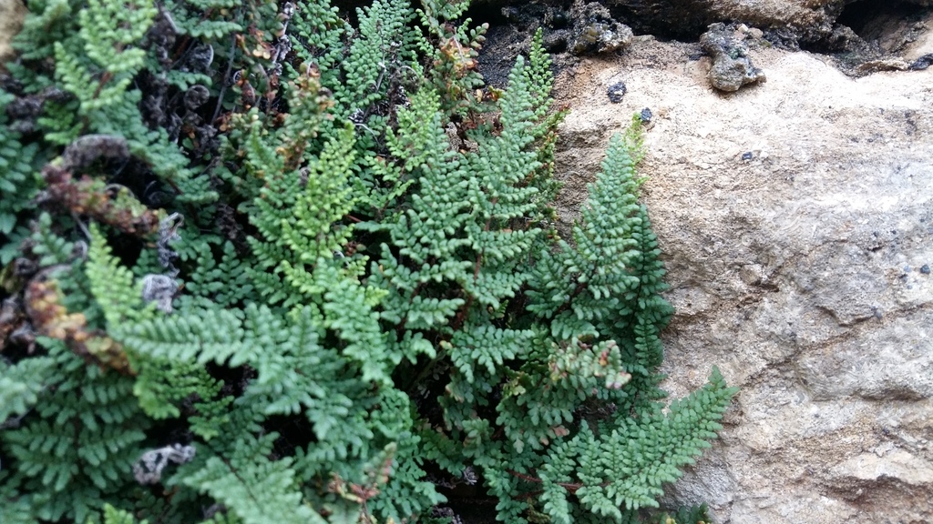 Oeosporangium persicum