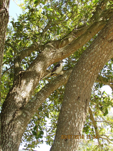Mimus polyglottos image