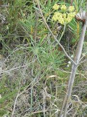 Lichtensteinia trifida