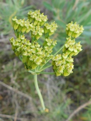 Lichtensteinia trifida