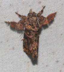 Callopistria rivularis