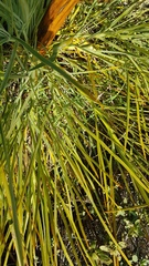 Aciphylla glaucescens