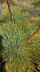 Aciphylla glaucescens