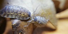 Porcellio spinicornis
