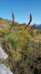 Aciphylla glaucescens