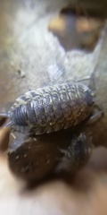Porcellio spinicornis