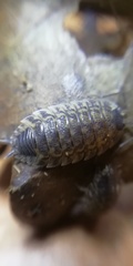 Porcellio spinicornis
