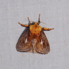 Miresa bracteata