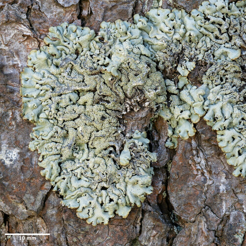 diskovka pomúčená (Hypogymnia farinacea)