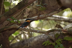 Chloroceryle aenea image
