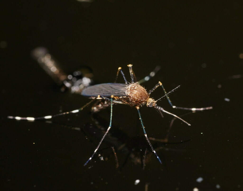 Aedes rubrithorax