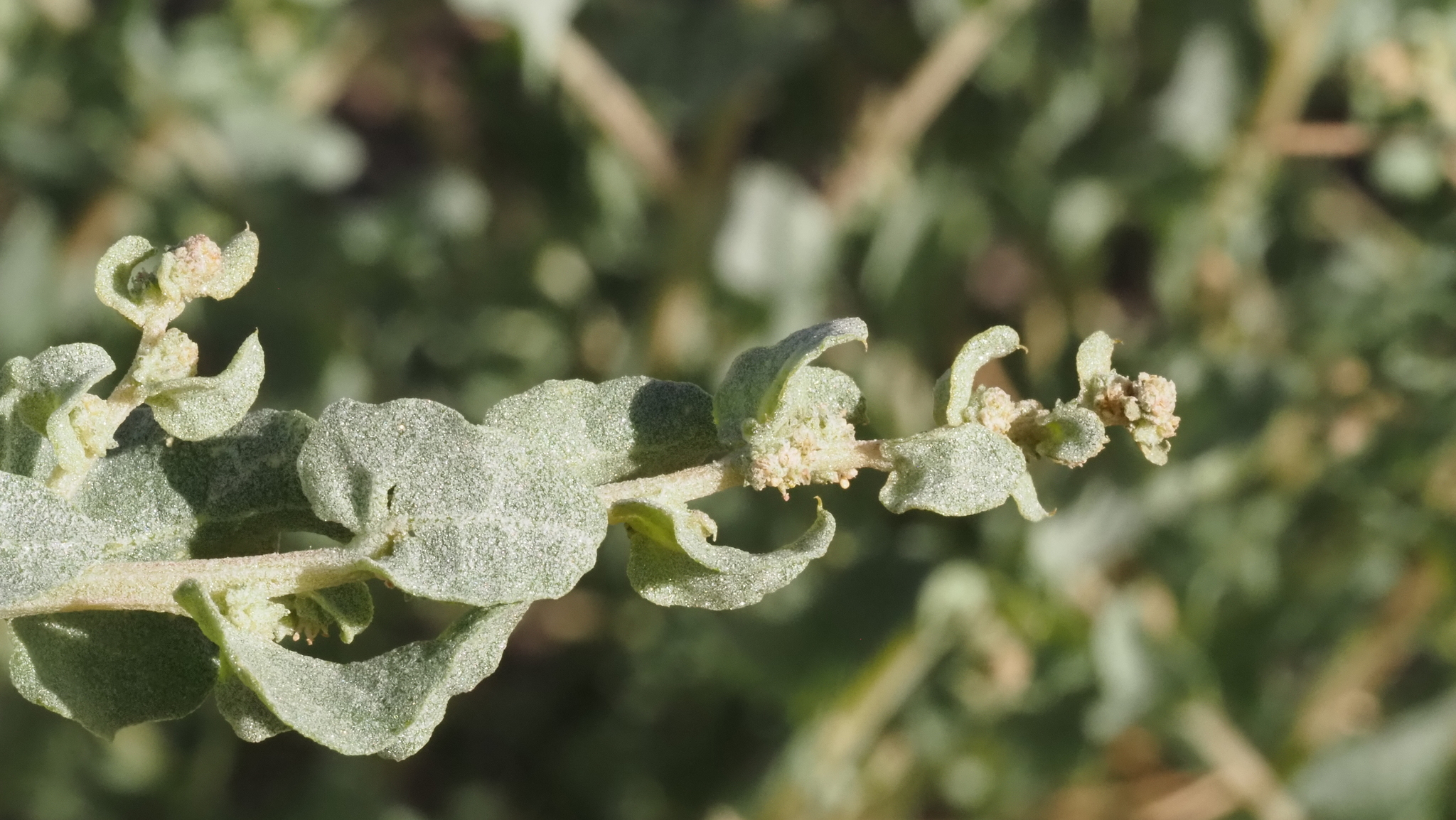 Atriplex argentea var. expansa