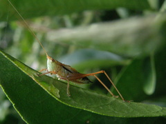 Conocephalus semivittatus