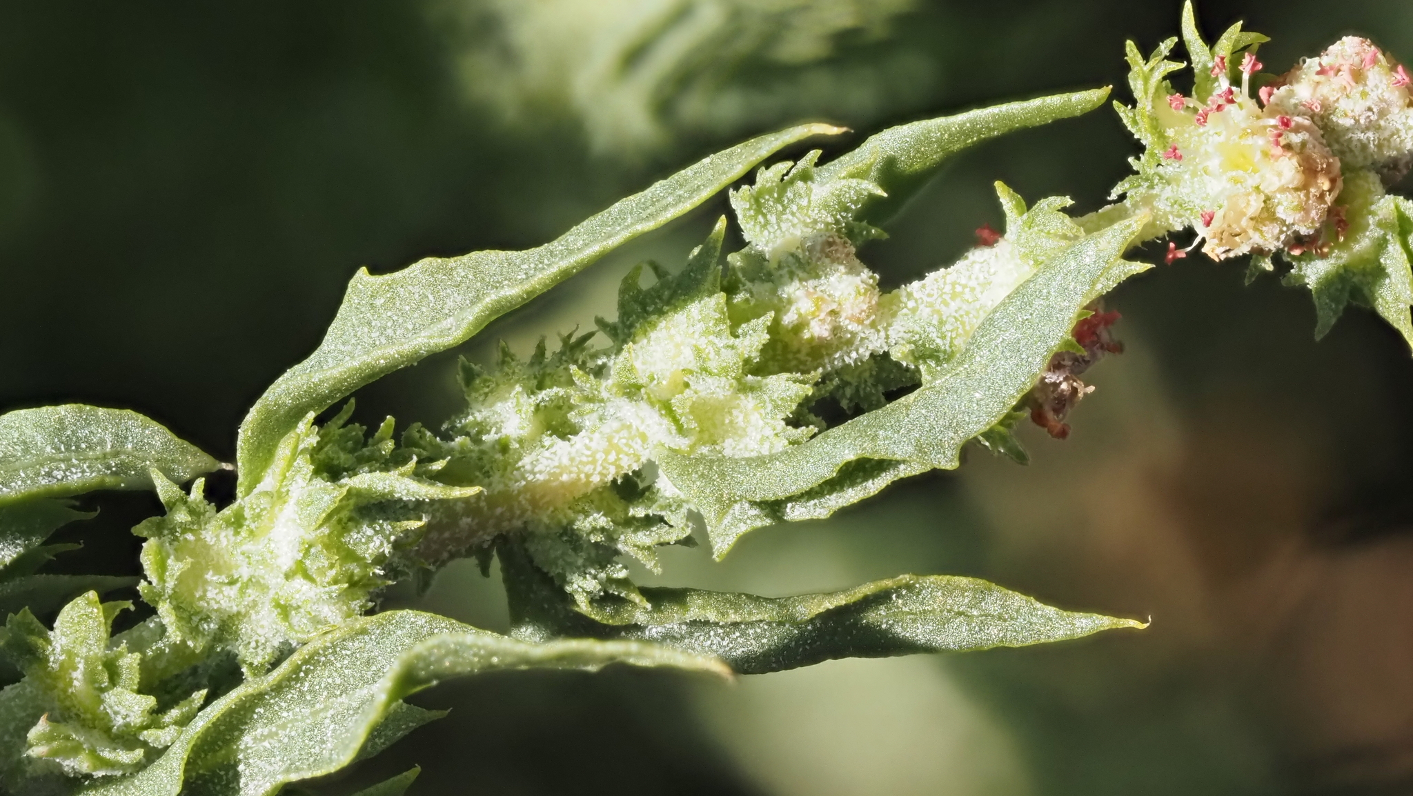 Atriplex serenana var. serenana
