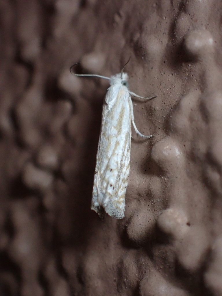 Pelochrista serpentana