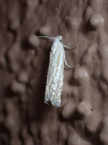 Pelochrista serpentana