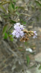 Chromolaena leivensis