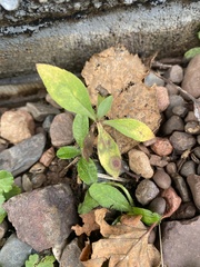 Asteromyia modesta gall