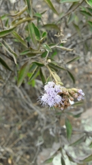 Chromolaena leivensis