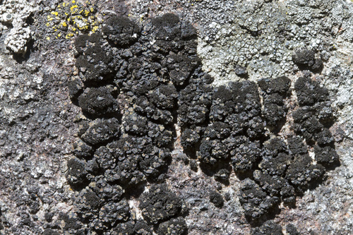 Psorula rufonigra image