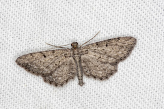 Psilosticha pristis