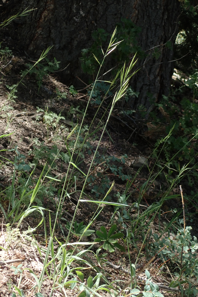 hall's brome