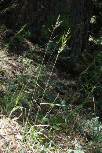 hall's brome (Bromus hallii)
