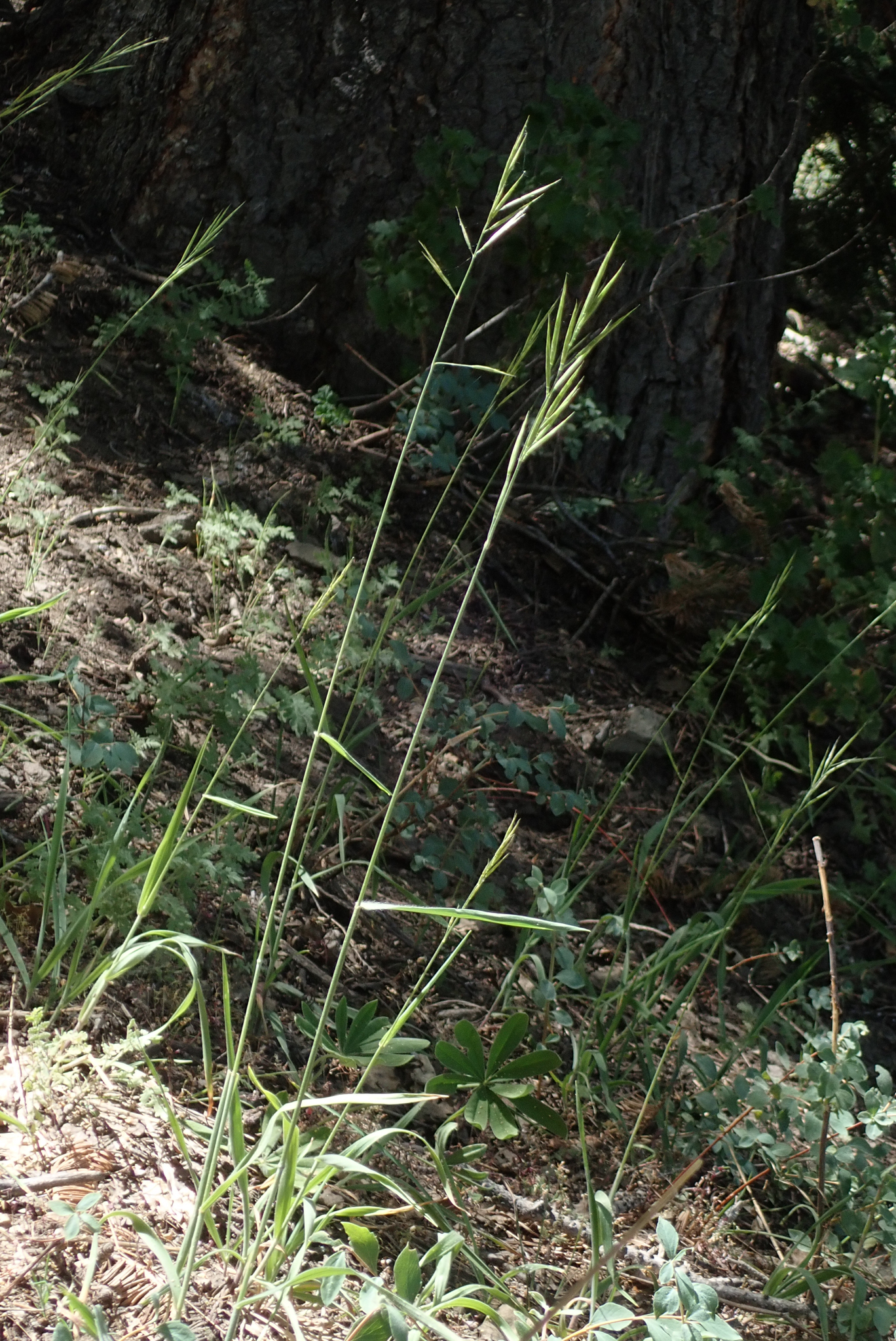 Bromus hallii