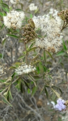 Chromolaena leivensis