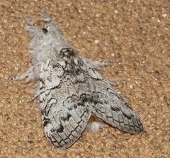 Calliteara farenoides