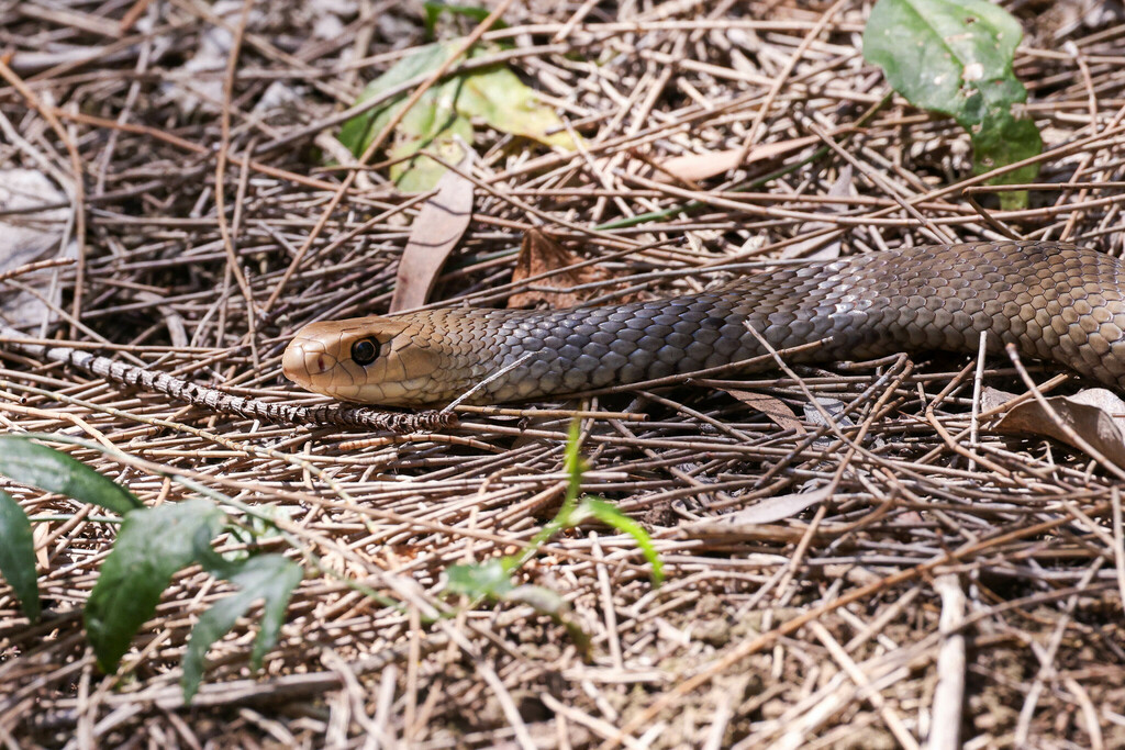 the diverse world of australia's brown snakes: from... Eastern Brown Snake from Tinchi Tamba Wetlands Reserve, Brisbane QLD ...