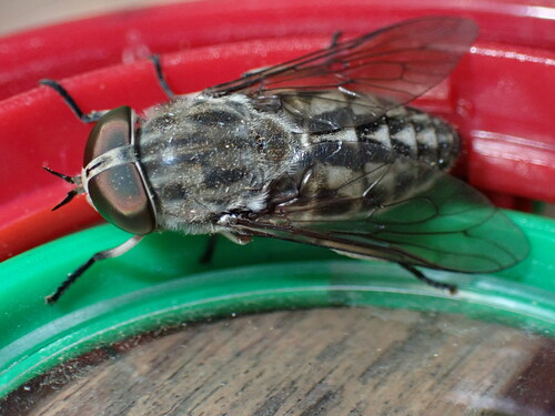 Large Marsh Horse Fly