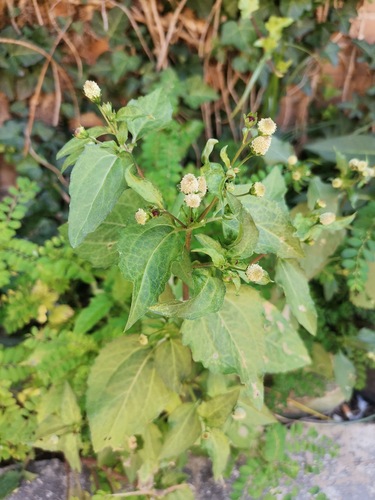Acmella radicans