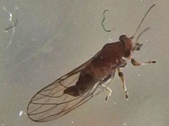 Psyllinae