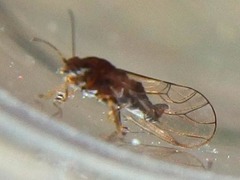 Psyllinae