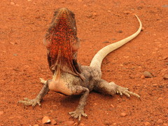 Chlamydosaurus kingii