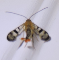 Synanthedon acerni
