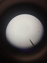 Micrasterias truncata