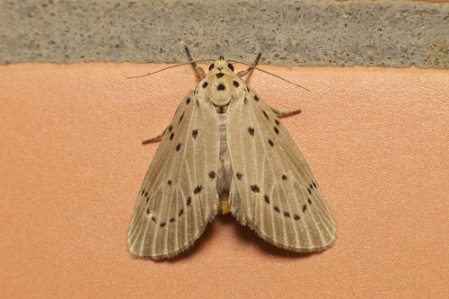 Baroa vatala Swinhoe, 1894