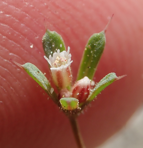 chickweed oxytheca (Oxytheca caryophylloides)