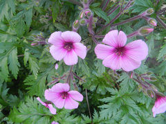 Geranium maderense