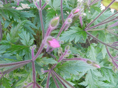 Geranium maderense