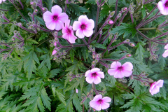 Geranium maderense