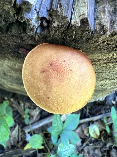 Pholiota